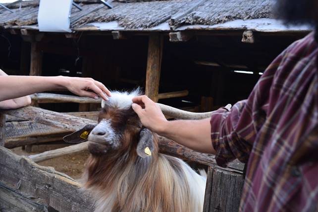 A person petting a goat

Description generated with high confidence