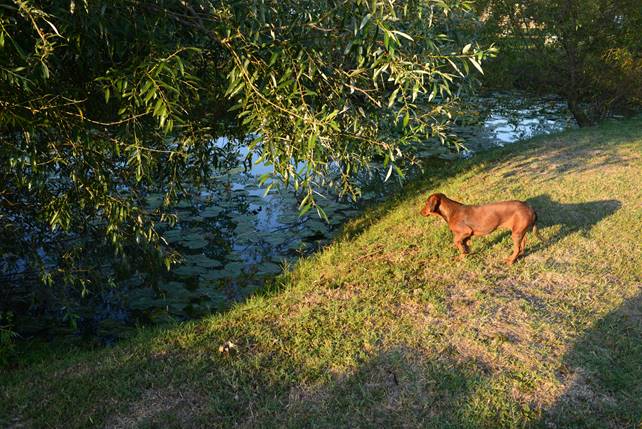 A dog standing on a lush green field

Description generated with high confidence