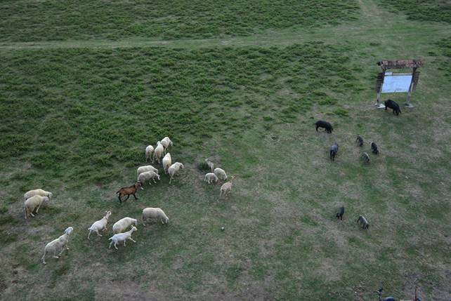 A herd of sheep standing on top of a lush green field

Description generated with very high confidence