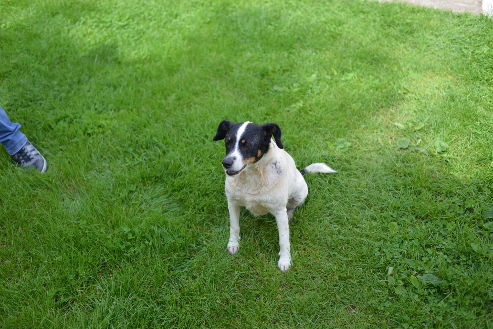 A small white dog standing in the grass

Description automatically generated