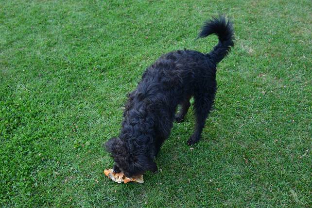 A dog playing with a frisbee in its mouth

Description generated with high confidence