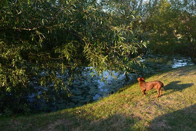 A dog standing on top of a grass covered field

Description generated with high confidence