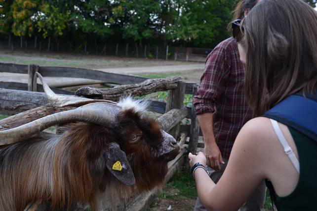 A person petting a cow

Description generated with high confidence