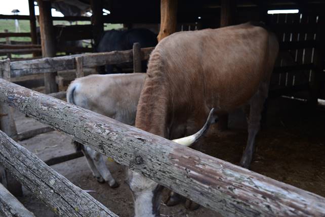 A cow standing on top of a wooden fence

Description generated with high confidence