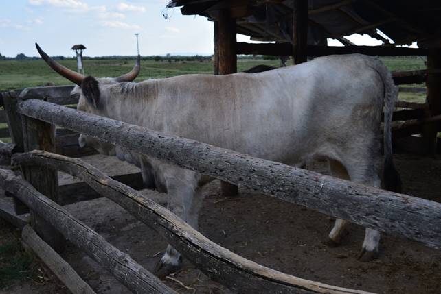 A cow standing on top of a wooden fence

Description generated with very high confidence