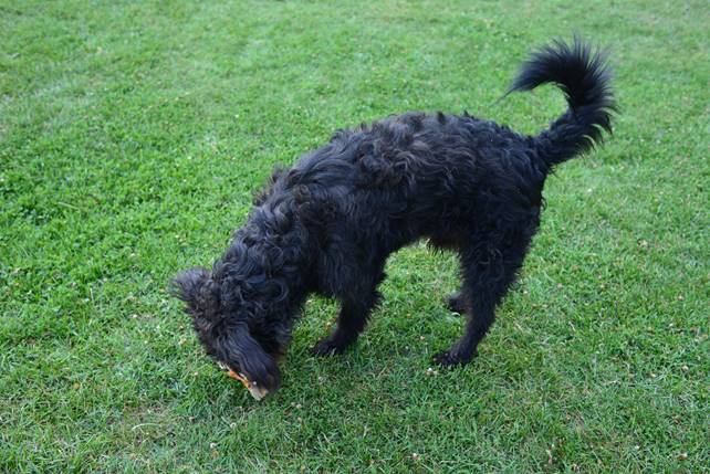 A dog playing with a frisbee in its mouth

Description generated with high confidence