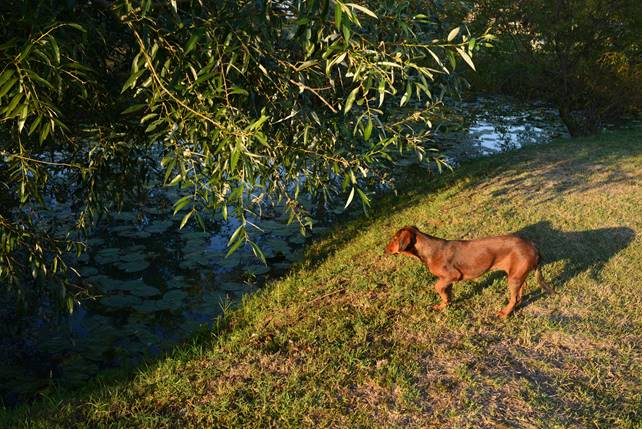 A dog standing on top of a grass covered field

Description generated with very high confidence